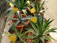 Agave coll. ©JL P1270951.JPG